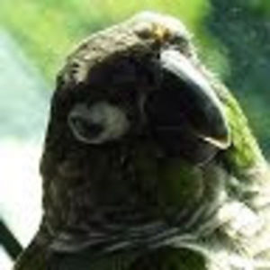 Meet your Posher, Wanda